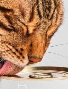 Suche katzenfutter geschenkt - Kassel
