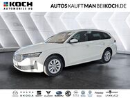 Skoda Octavia, 2.0 TDI Combi WINTER, Jahr 2024 - Ahrensfelde