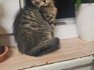 Süsser Kater - Völklingen