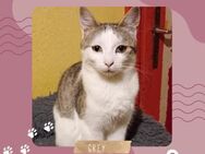 Kater Grey wartet auf Post von Dir - Lalendorf