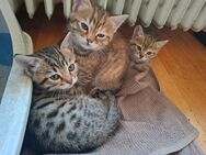 Bengal bkh mix kitten - Augsburg