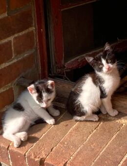 Zwei junge Kater suchen ihr eigenes Zuhause - Märkisch Linden
