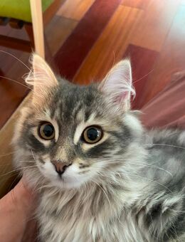 Wunderschöner Kater Buran mit einzigartigen Augen sucht ein liebevolles Zuhause! - Lorch (Hessen)