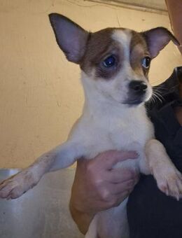 🌸 Flóra 4,5 Monate alte Chihuahua-Hün - Kassel
