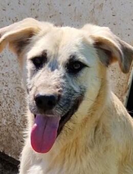 Brann - Rotenburg (Fulda)