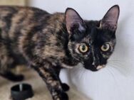 Hübsche, anhängliche Katze Amber - Karlsruhe