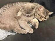 SÜSSE BKH KITTEN - Gevelsberg