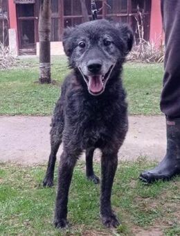 OldBoy ♥Billy♥ Senior sucht Treue&Liebe - Hamburg