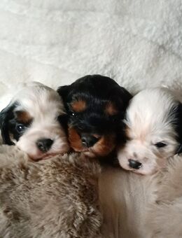 Cavapoo Welpen traumhaft hübsch - Hesel