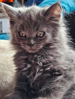Kitten geimpft und entwurmt suchen ein zu Hause - Weißenfels