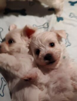 Bichon Malteser Welpen - Adorf (Vogtland)