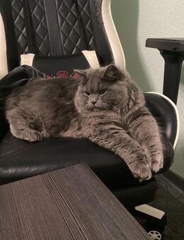 Britischer Kater & Britische - Köln