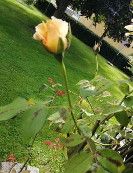 JA , ES GIBT MICH :-) - Hamm