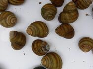 Sumpfdeckelschnecken, Algenfresser für den Gartenteich - Hohenroth