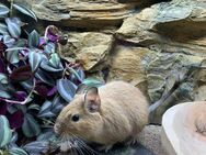 Süße Degu Jungtiere in verschiedenen Farben zur Abgabe - München