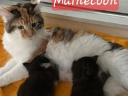 Maine Coon Kitten - Oberharmersbach
