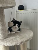 Burma Katze & Burma/BKH Katze in 49661