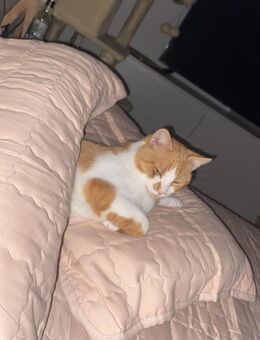 Sanfter FIV-Kater „Hobbi“ sucht ruhigen Katzenfreund - Velbert