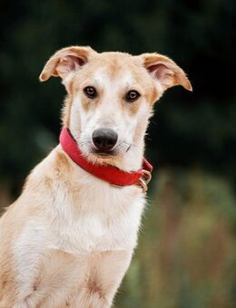 Süßer Arame`s sucht Traumzuhause - Rott (Inn)