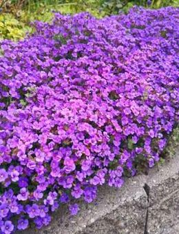 Blaukissen SWR Treffpunkt mehrjähriger Bodendecker Boden Decker Aubrieta Blaukisse Boden Decker Sand Steine Bodendecker niedrige Pflanzen Balkonblumen Blumengarten Begrünung Mauer Dachbegrünung blau lila Pflanzen Muttertag Vatertag Saatgut Blumenwiese - Pfedelbach