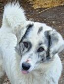 Fossy 53 cm in 57647