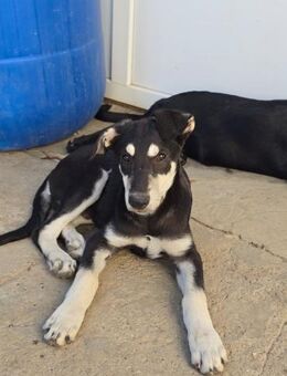 CASPAR - lieber, offener Junghund - Kallmünz