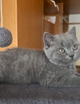 Britisch kurzhaar Baby Kätzchen - Siegen (Universitätsstadt)