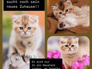 Bkh Kitten Männchen - Rullstorf