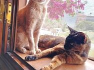 Olga und Prince aus dem Tierschutz - Grevenbroich