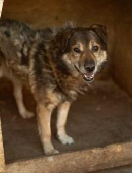 Oskar sucht ein empathisches Zuhause - München