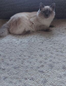 Reinrassige Ragdollkatze - Bautzen