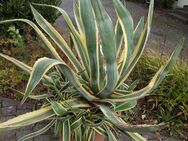 Amerikanische Agave, 1,50 m, 100 kg, mit vielen Ablegern - Arnsberg