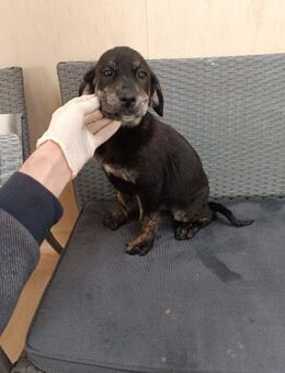 ❤️Annabell - Hoffnung für 5 Geschwister - Eutingen (Gäu)