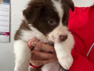 Australian shepherd welpen - Meßstetten