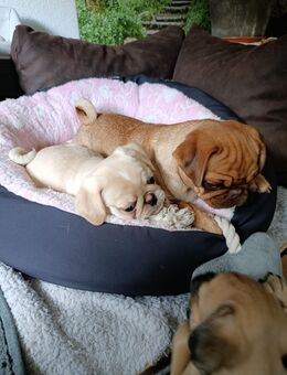 Süßer kleiner Mops Rüde sucht noch seine neue Familie - Hartha Zentrum