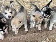 Siberian Husky Welpen ab 12.Woche abzugeben - Kyffhäuserland