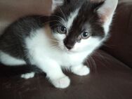 Maincoon mix kittens suchen neues zu Hause - Gornhausen