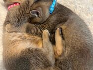 2 BKH Kitten such neue Wohnung - Berlin