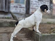 Old English Bulldog, OEB, Welpe, Rüde, Abgabebereit - Gumtow