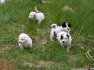 Reinrassige Spanische Wasserhund Welpen - Wiesmoor