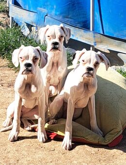 4 Boxer zum lieb haben - Moosthenning