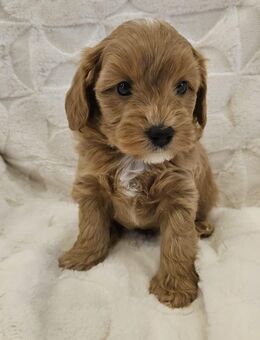 Maltipoo/ Toypudel-Welpen in liebevolle Hände abzugeben - Steinfurt