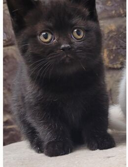 Britisch kurzhaar kitten - Reutlingen