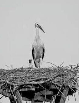 Unser neues Kuschelnest in Bleckede - Bleckede