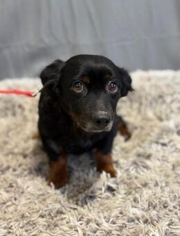 Wer hat ein Körbchen für Kormi? - Heinsberg