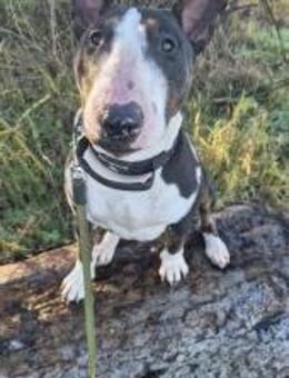 🐾Chatakterstarke Mini Bullterrierin - Schönebeck (Elbe)