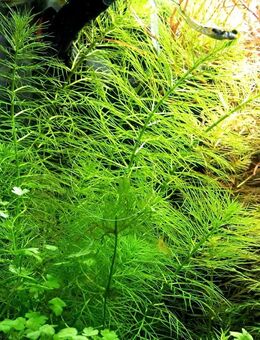 Guyana Tausendblatt, Aquarienpflanze, Versand/ Abholung - Mechernich