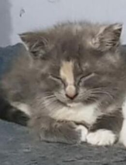 Katzenbabys abzugeben - Wanderup