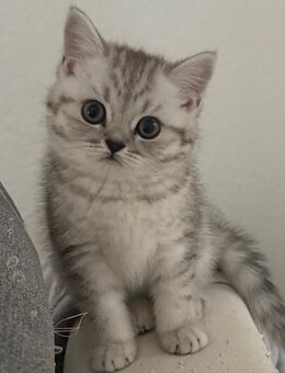 Süßes Kitten sucht liebevolles Zuhause - Viersen