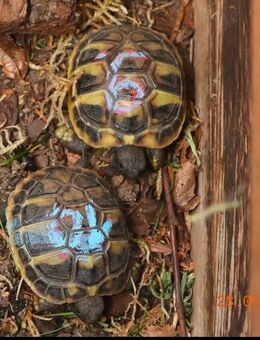 Junge griechische Landschildkröten THB von 2024 mit Cites-Bescheinigung - Königslutter (Elm)